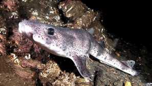 Obyčejný kočičí žralok